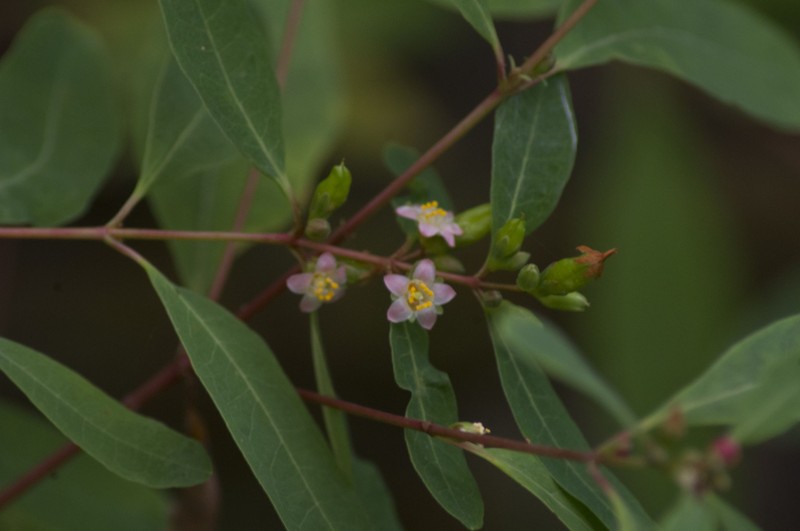 Lesser Marsh St. Johnswort photo 2