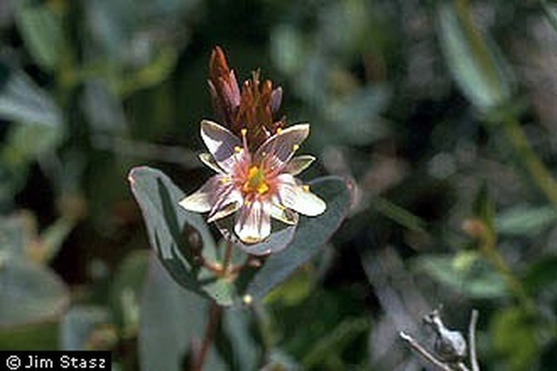 Virginia Marsh St. Johnswort