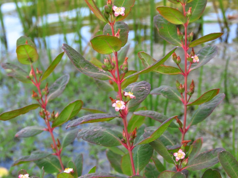 Greater Marsh St. Johnswort photo 3