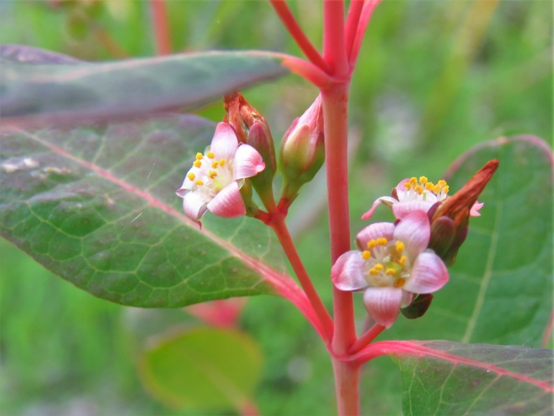 Greater Marsh St. Johnswort