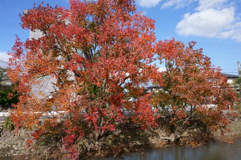 Chinese Tallow photo 4