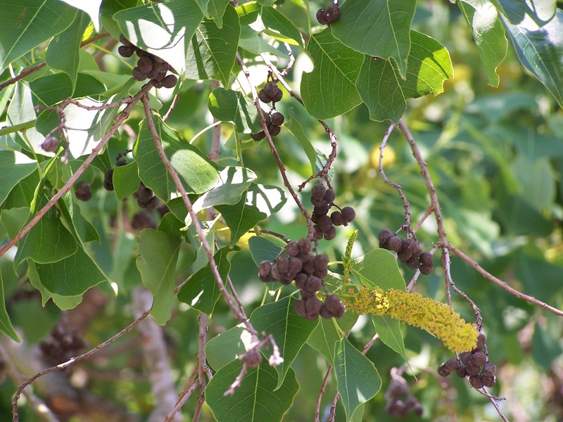 Chinese Tallow photo 5