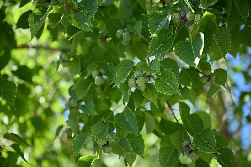 Chinese Tallow photo 6