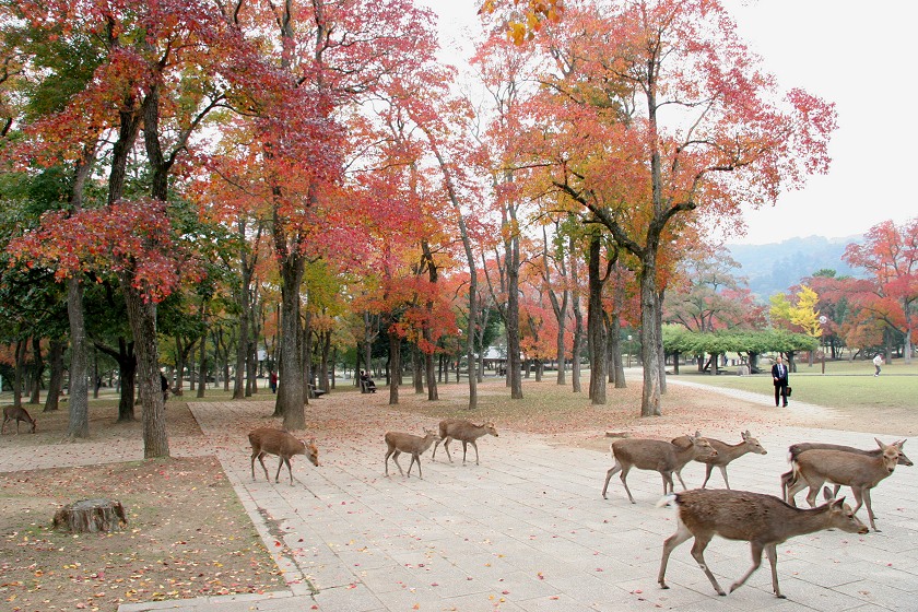 Chinese Tallow photo 7