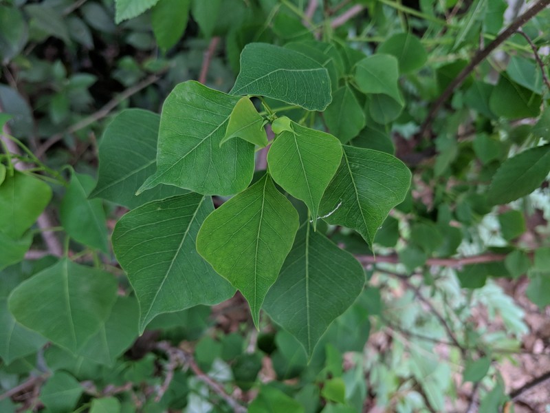 Chinese Tallow photo 2