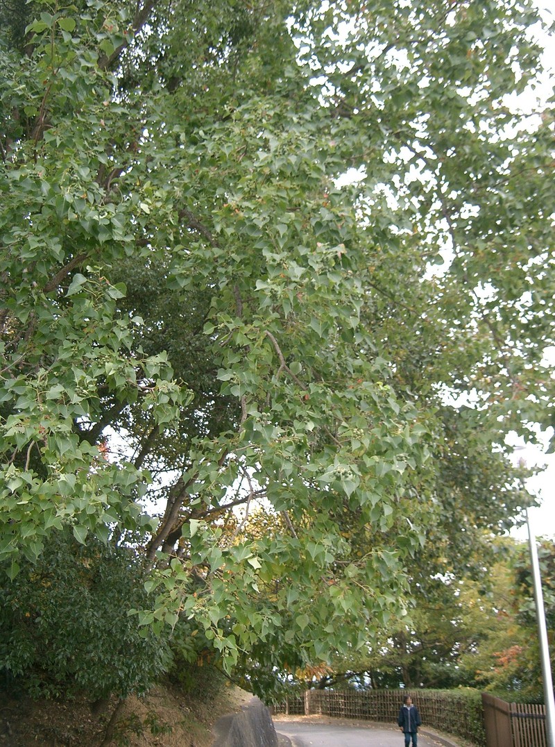 Chinese Tallow photo 3