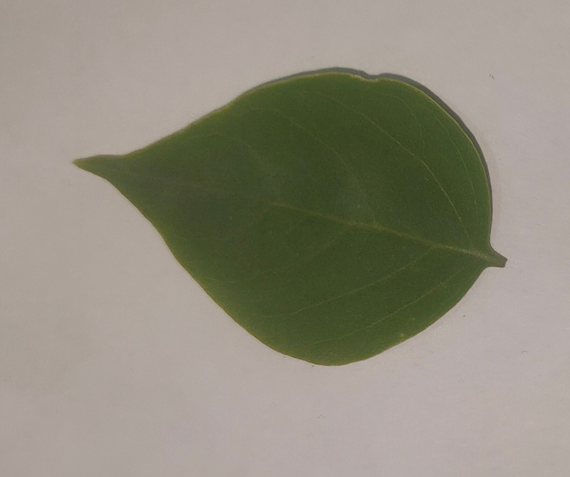 Chinese Tallow photo 8