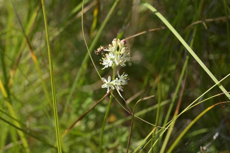 Sticky Tofieldia photo 5