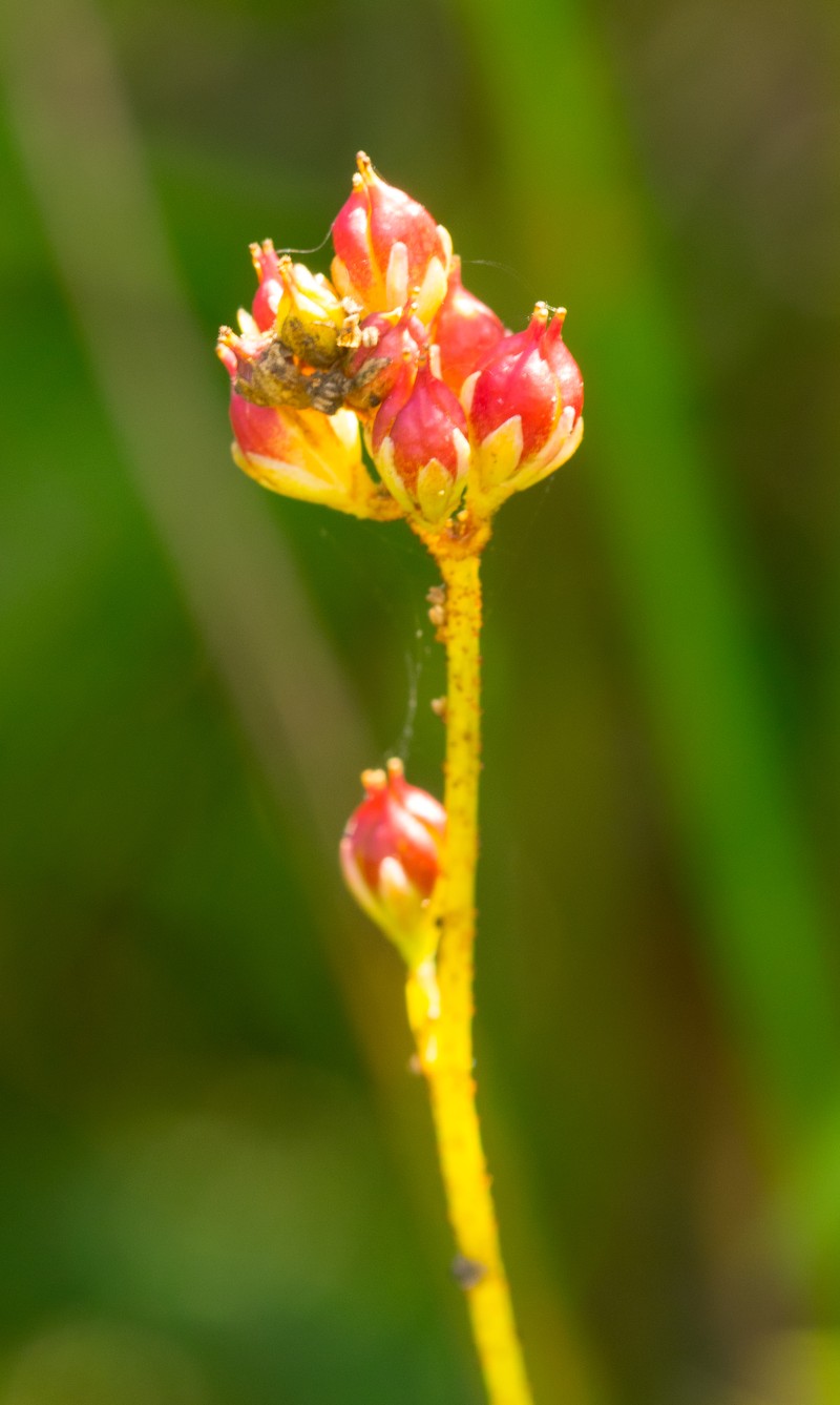 Sticky Tofieldia photo 4