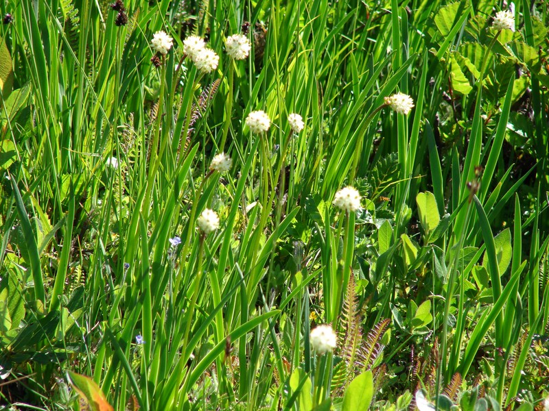 Sticky Tofieldia photo 5
