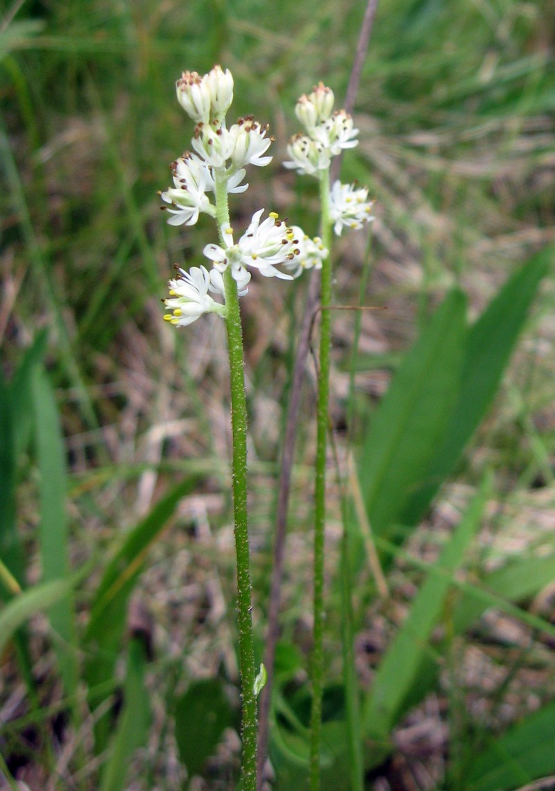 Sticky Tofieldia
