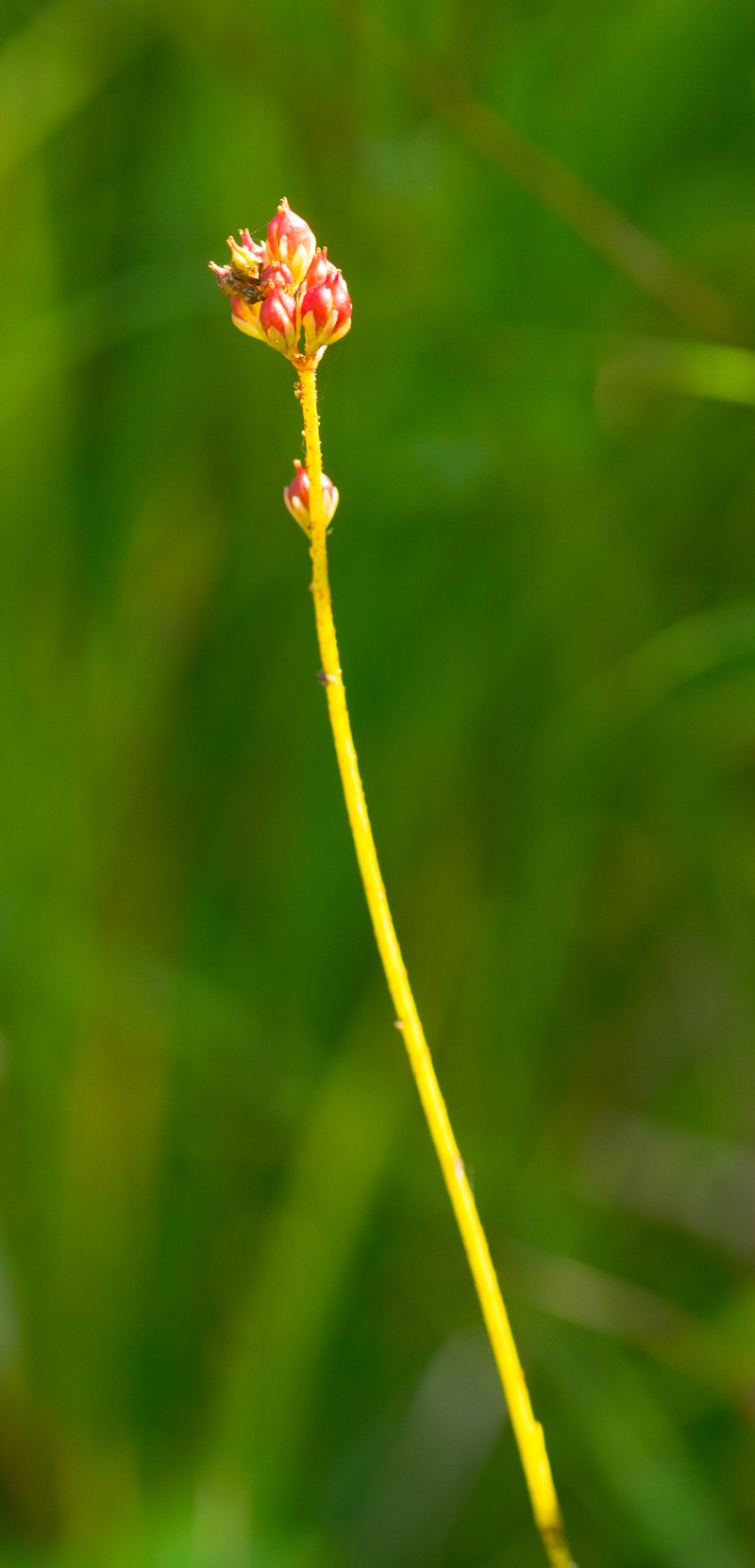 Sticky Tofieldia photo 6