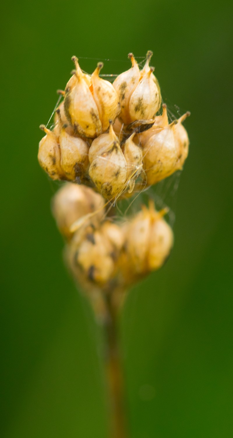 Sticky Tofieldia photo 7