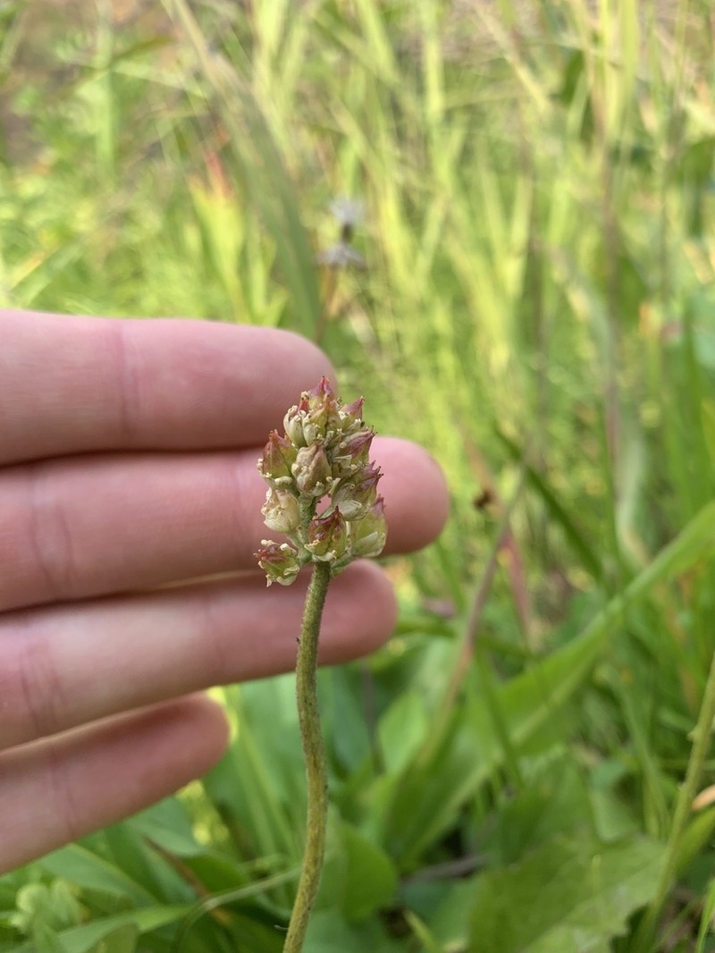 Western False Asphodel photo 2