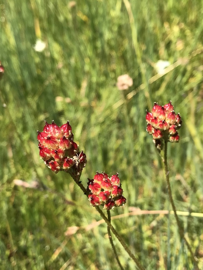 Western False Asphodel photo 3