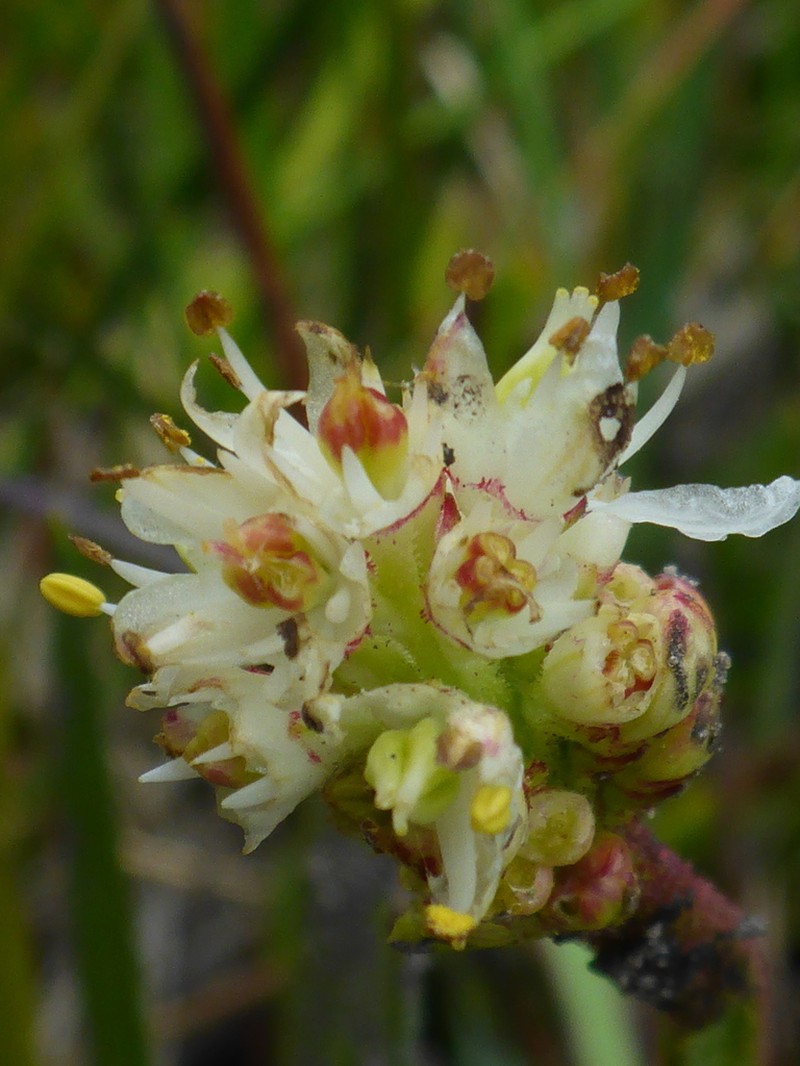 Western False Asphodel photo 4