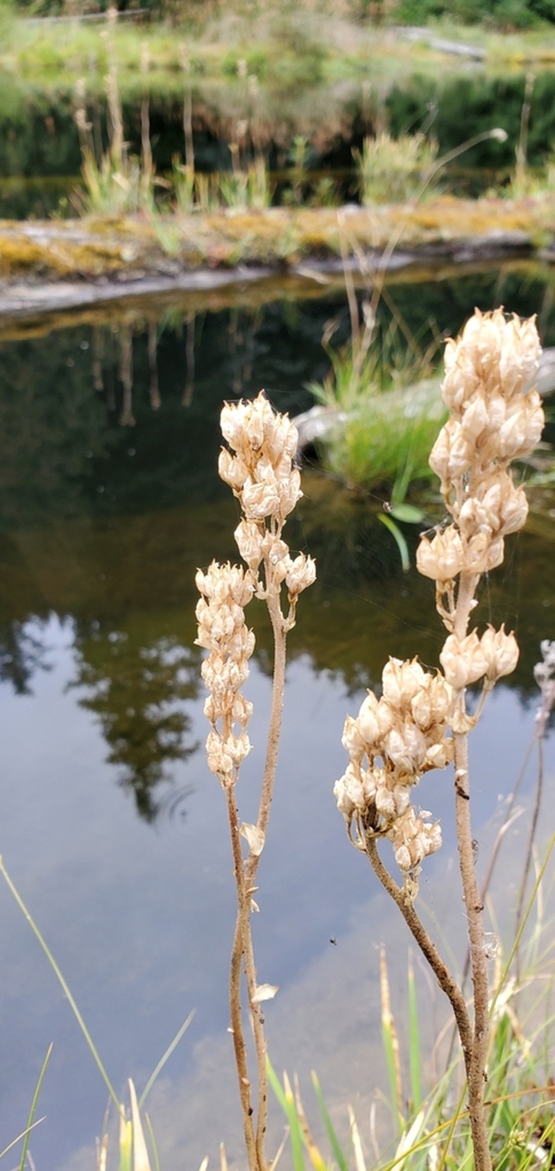 Western False Asphodel photo 5
