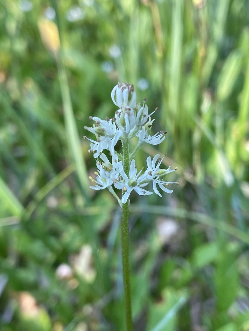 Western False Asphodel photo 6