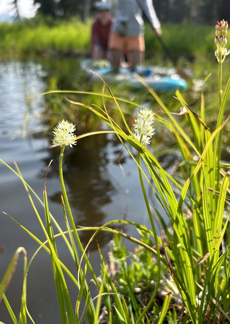 Western False Asphodel photo 7