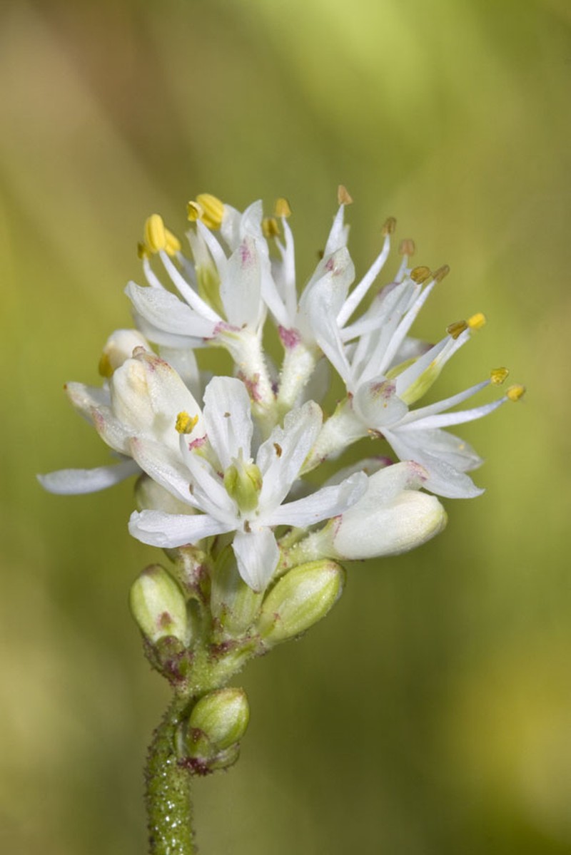 Western False Asphodel