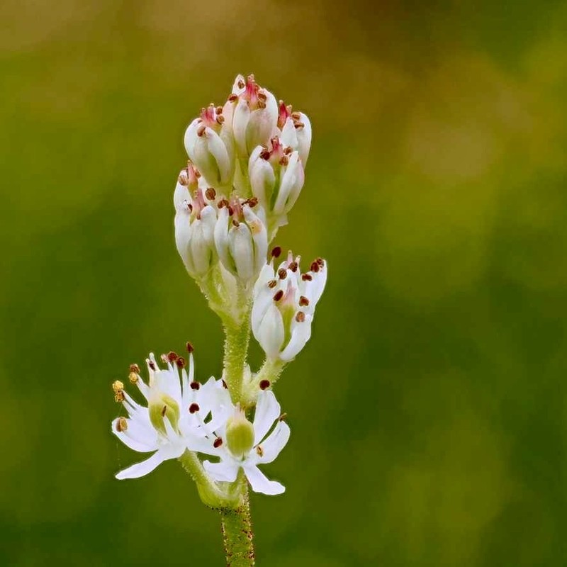Triantha occidentalis subsp. brevistyla