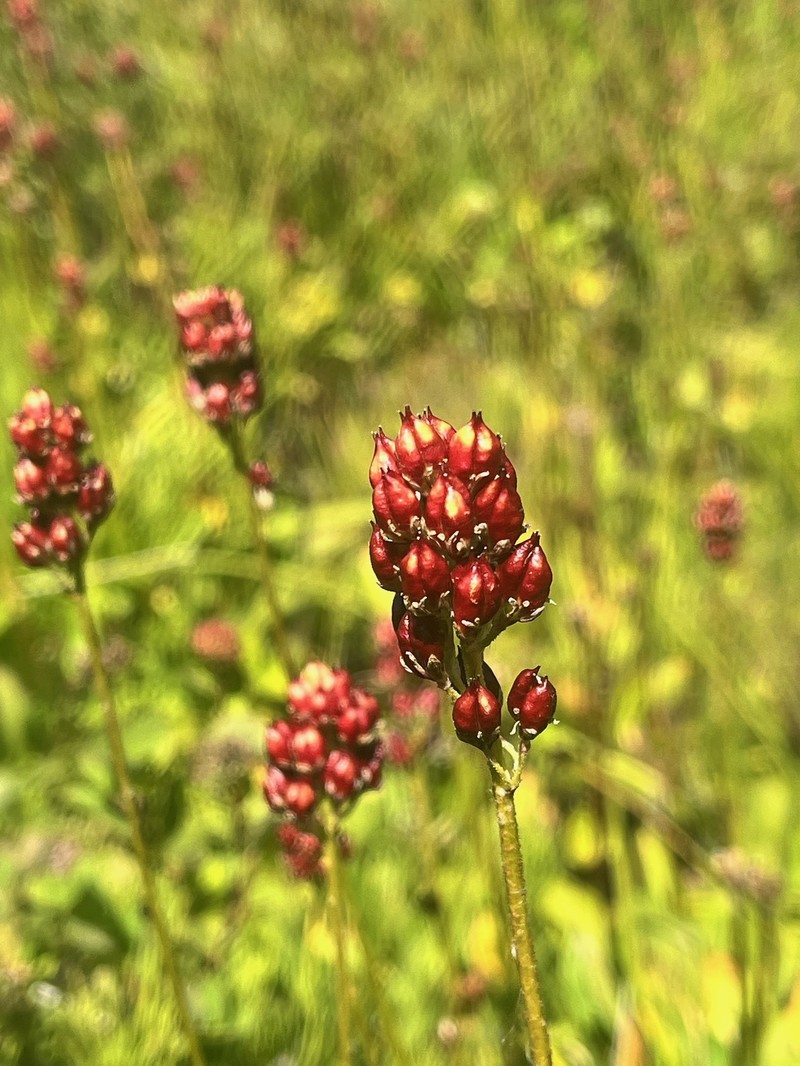 Triantha occidentalis subsp. brevistyla photo 2