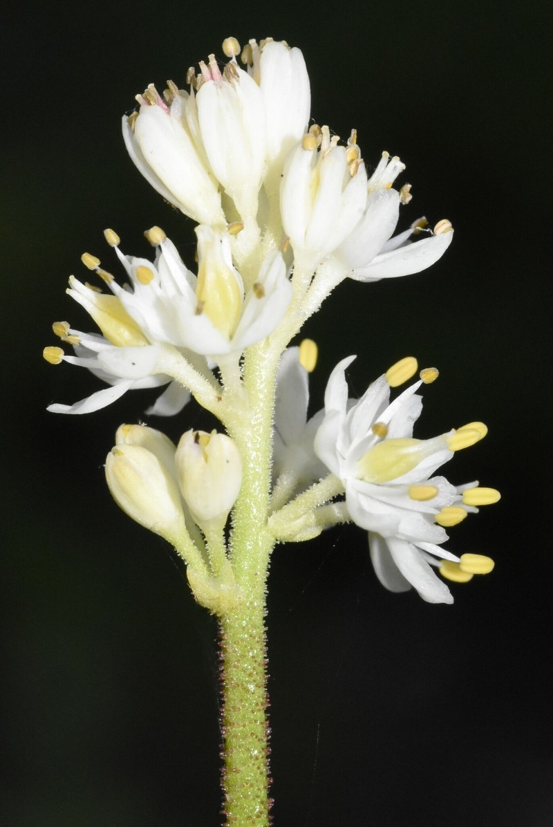 Triantha occidentalis subsp. brevistyla photo 3