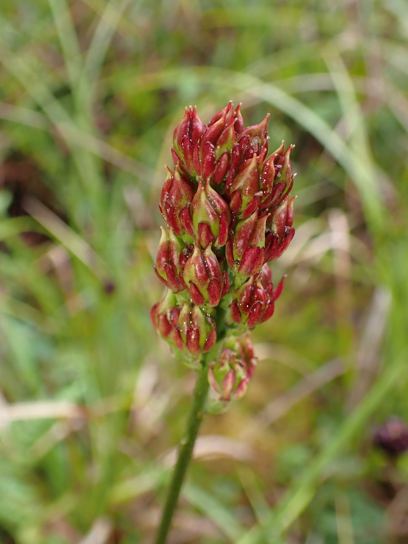 Triantha occidentalis subsp. brevistyla photo 4