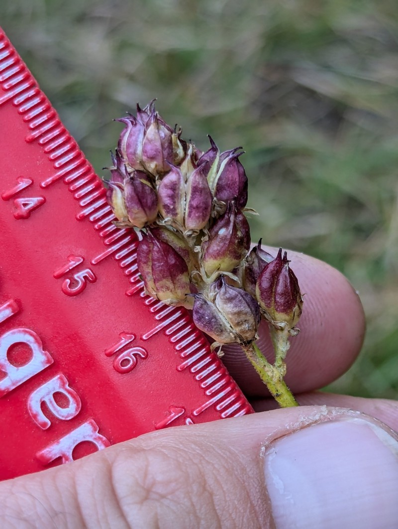 Triantha occidentalis subsp. brevistyla photo 5