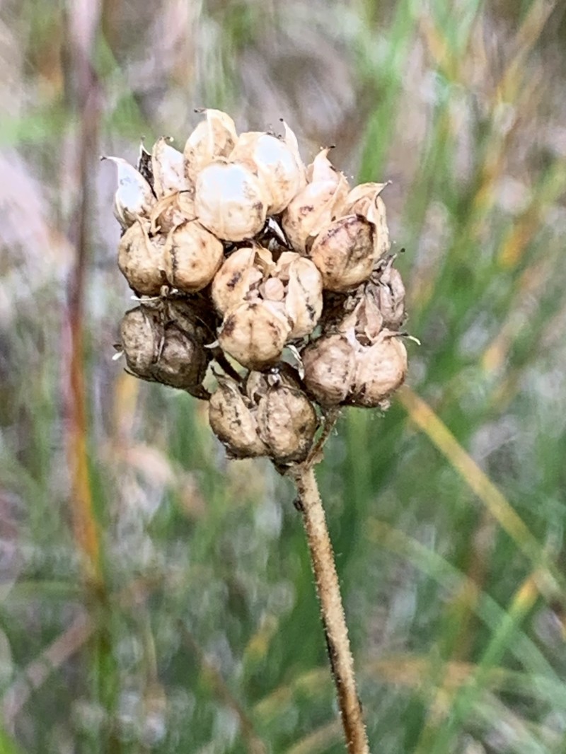 Triantha occidentalis subsp. brevistyla photo 6