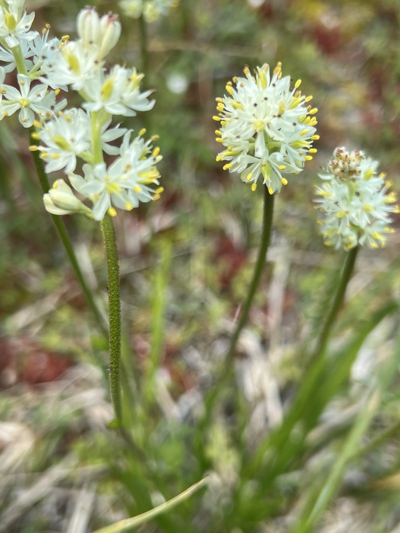 Triantha occidentalis subsp. brevistyla photo 7