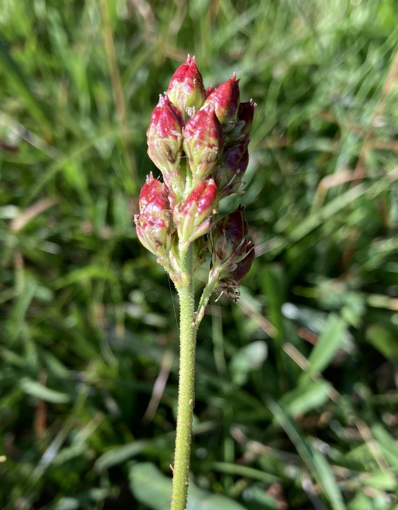 Triantha occidentalis subsp. brevistyla photo 8