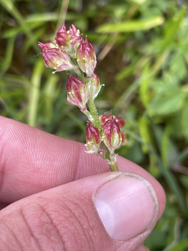 Triantha occidentalis subsp. montana