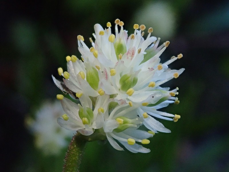 Triantha occidentalis subsp. montana photo 2