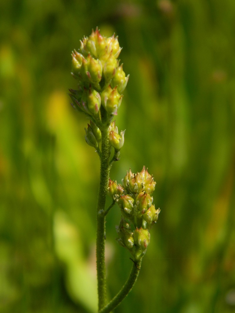 Triantha occidentalis subsp. montana photo 3