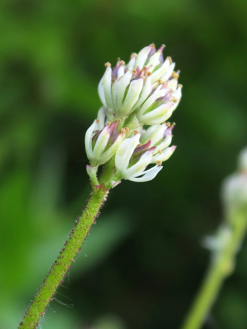 Triantha occidentalis subsp. montana photo 4
