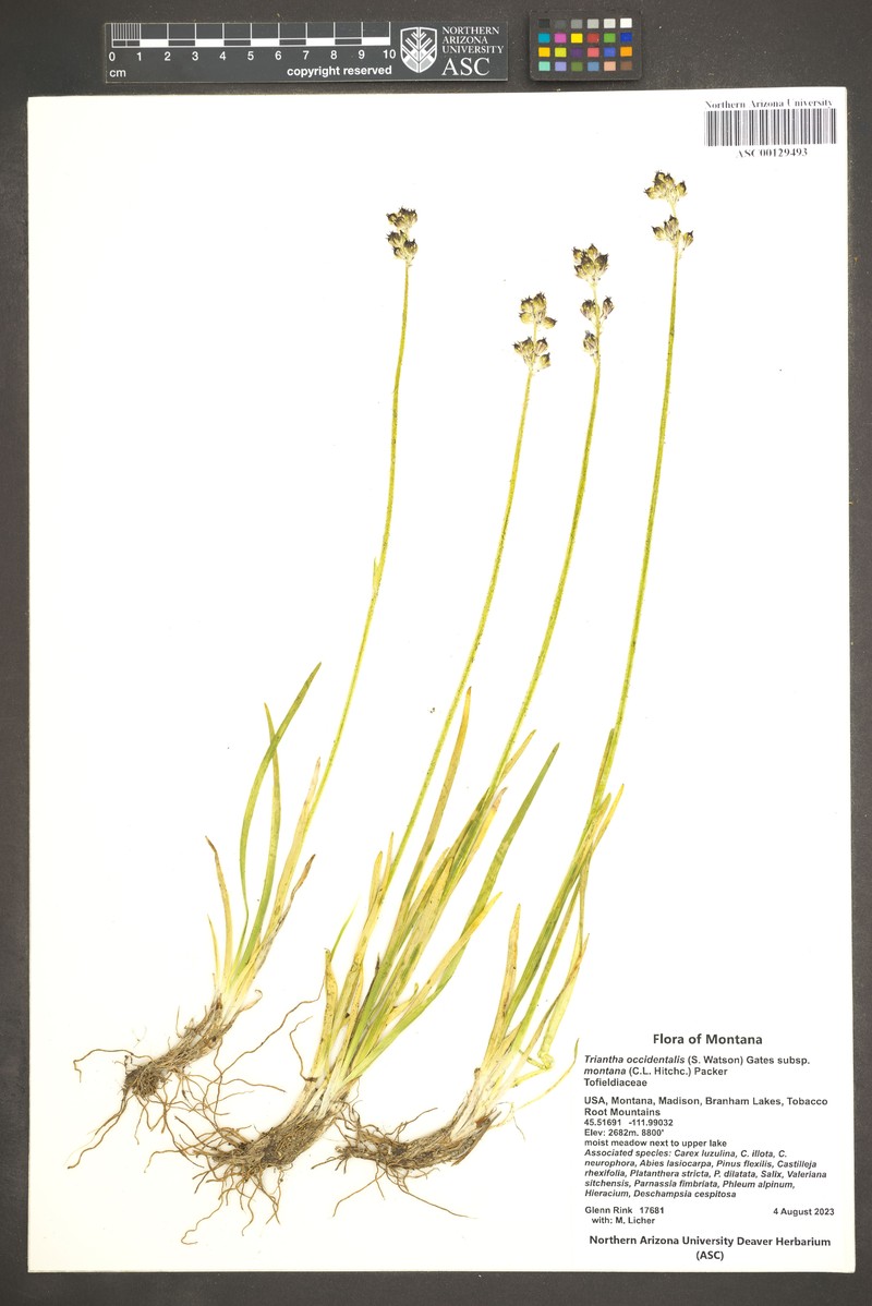 Triantha occidentalis subsp. montana photo 5