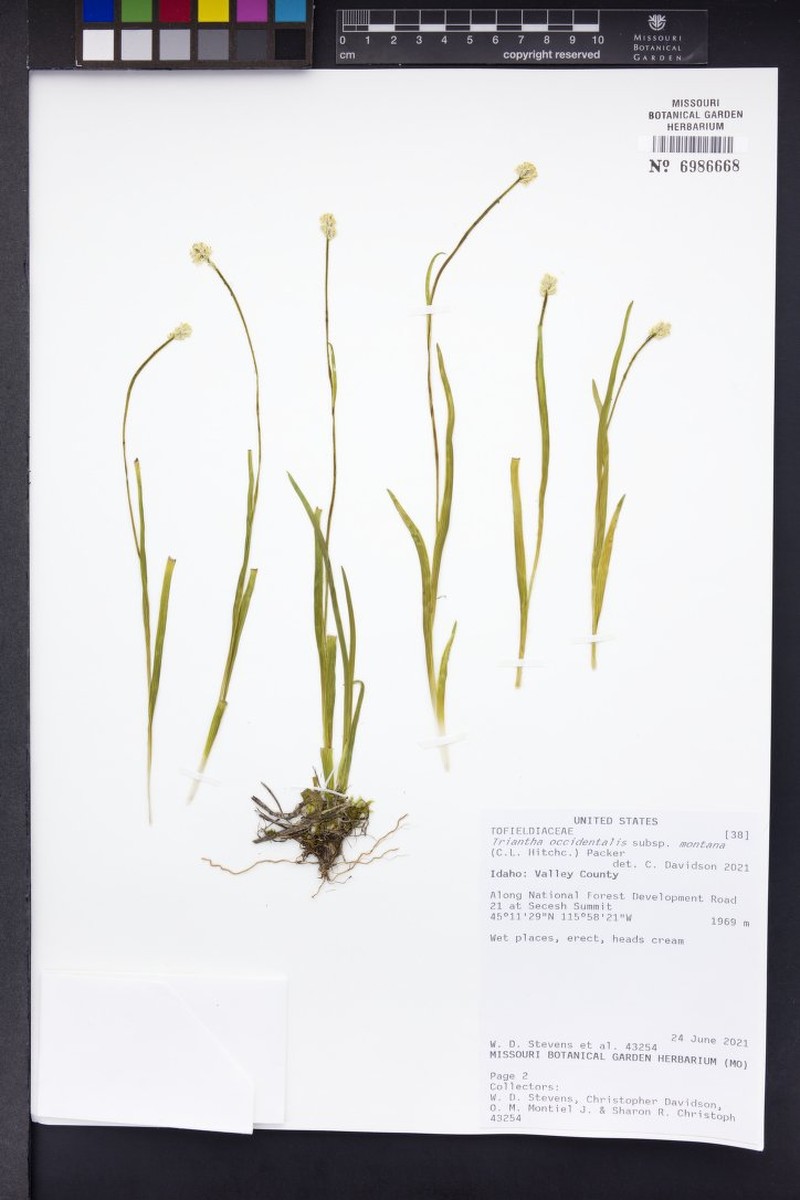 Triantha occidentalis subsp. montana photo 6