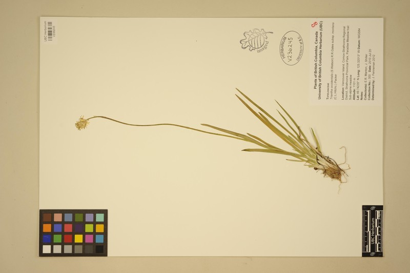 Triantha occidentalis subsp. montana photo 7