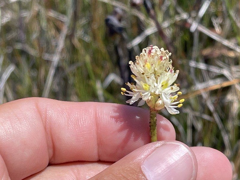 Triantha occidentalis subsp. occidentalis