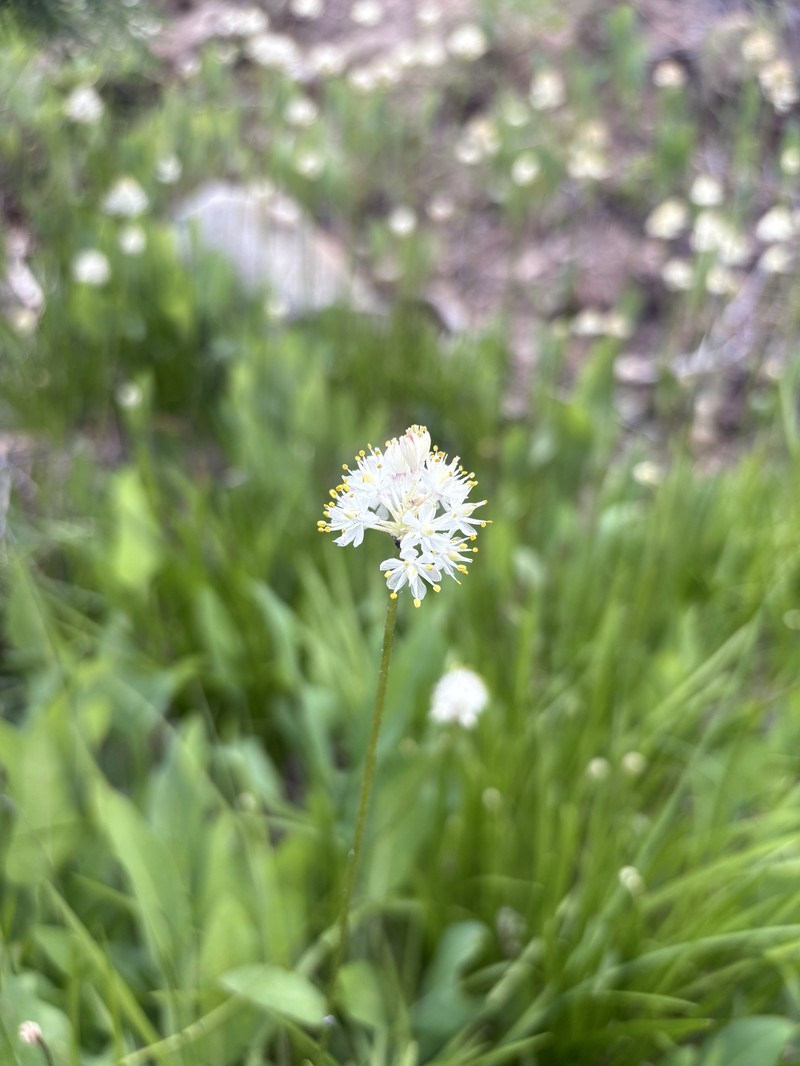 Triantha occidentalis subsp. occidentalis photo 2