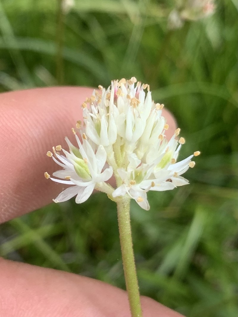 Triantha occidentalis subsp. occidentalis photo 3