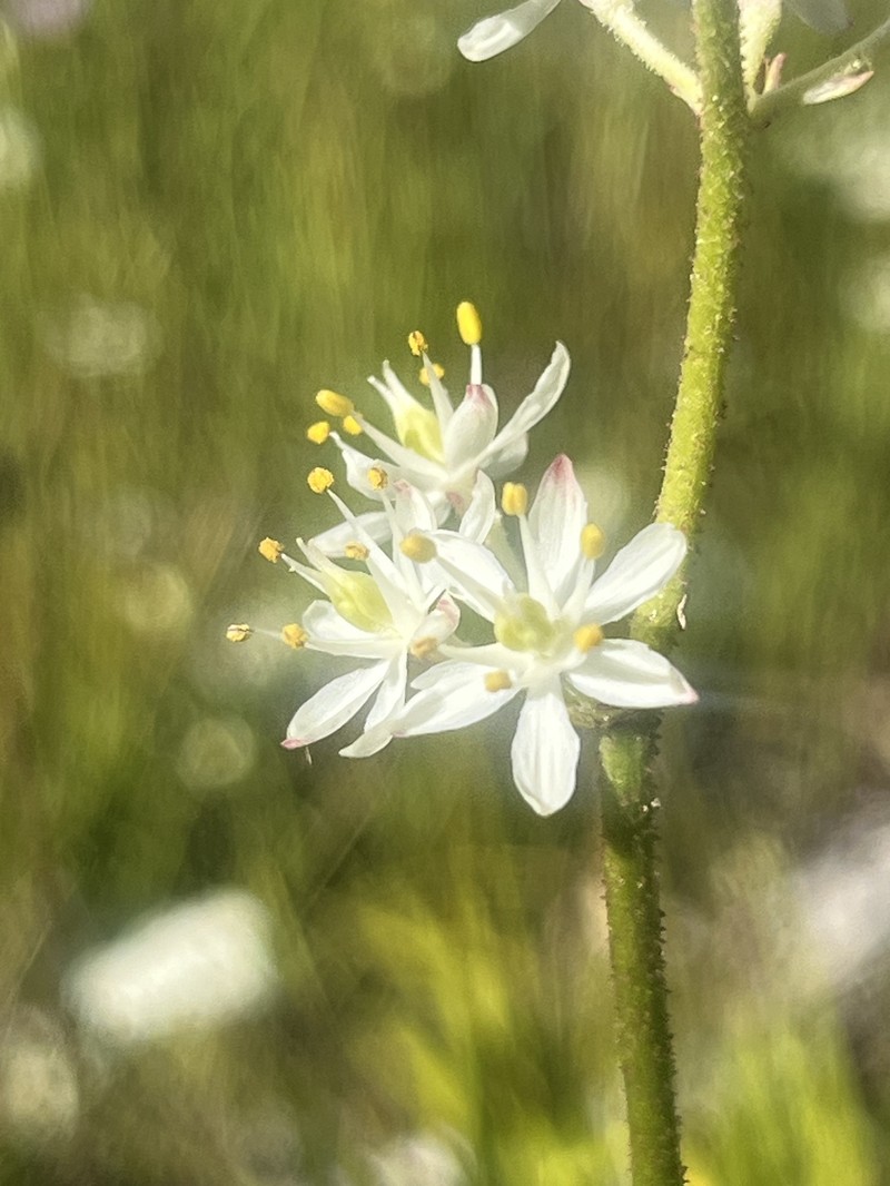 Triantha occidentalis subsp. occidentalis photo 4