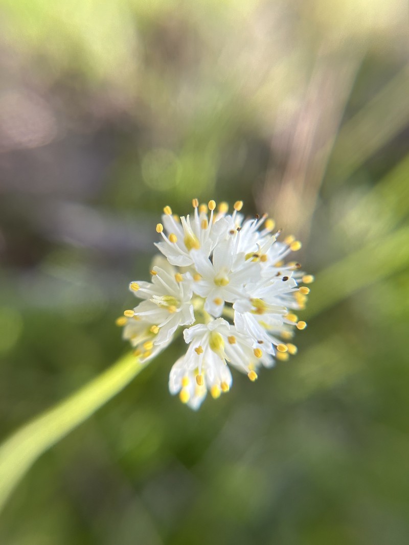 Triantha occidentalis subsp. occidentalis photo 5