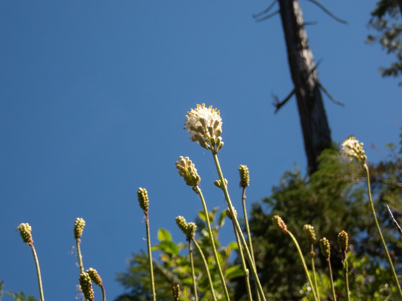 Triantha occidentalis subsp. occidentalis photo 6