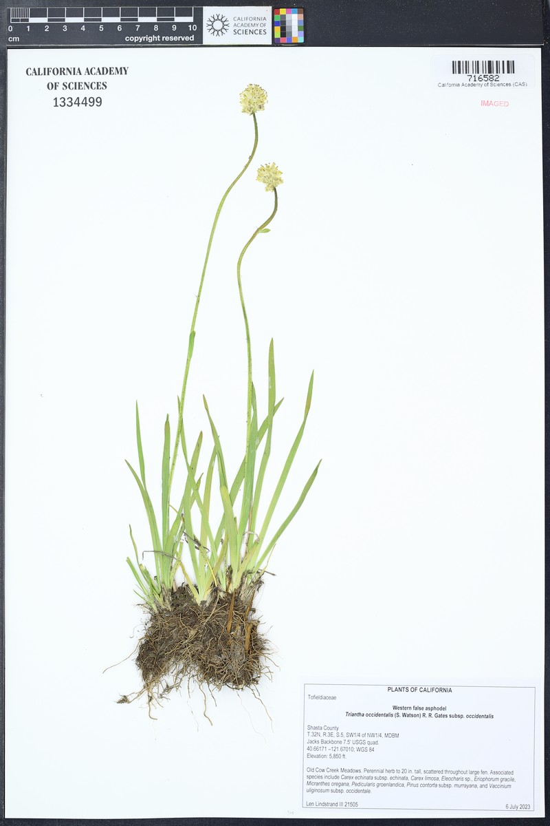 Triantha occidentalis subsp. occidentalis photo 7