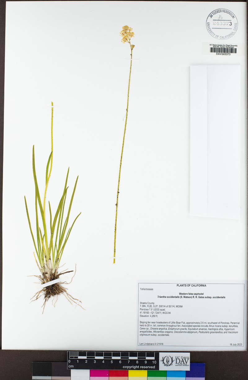 Triantha occidentalis subsp. occidentalis photo 8