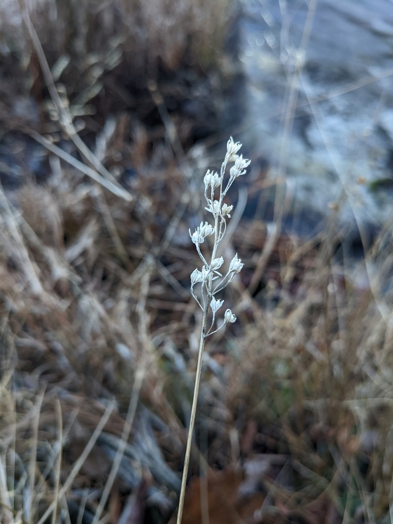 Coastal False Asphodel photo 3
