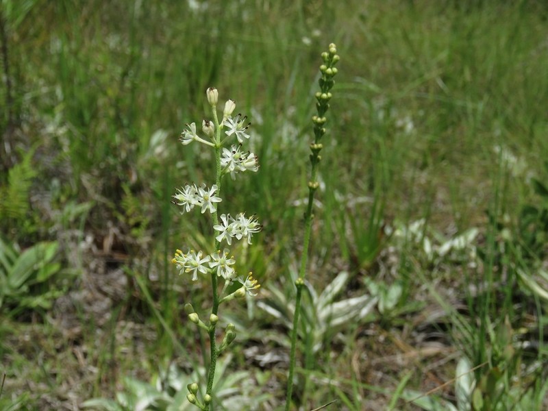 Coastal False Asphodel photo 4