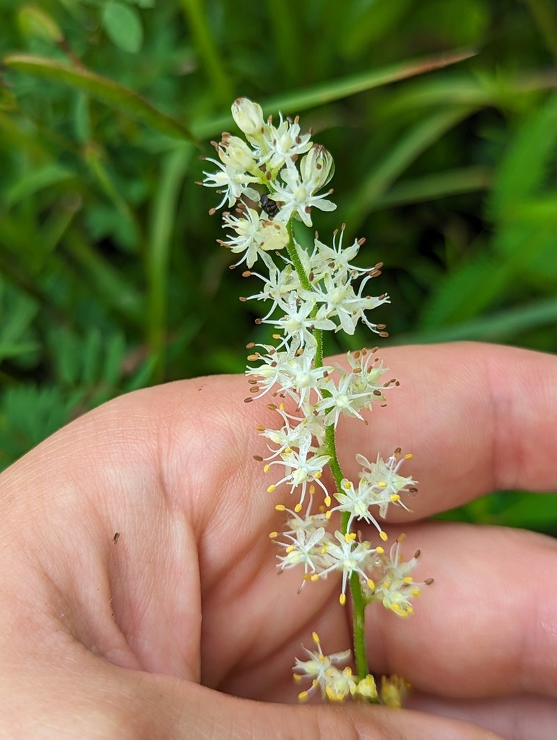 Coastal False Asphodel photo 5